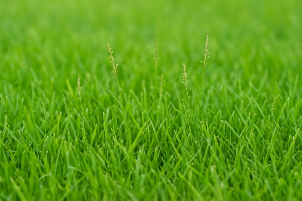 Zoysia Grass Seed: 10 Best Varieties for a Lush Lawn in 2025