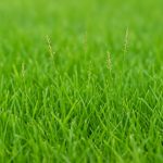 Zoysia Grass Seed: 10 Best Varieties for a Lush Lawn in 2025