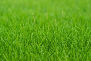 Zoysia Grass Seed: 10 Best Varieties for a Lush Lawn in 2025